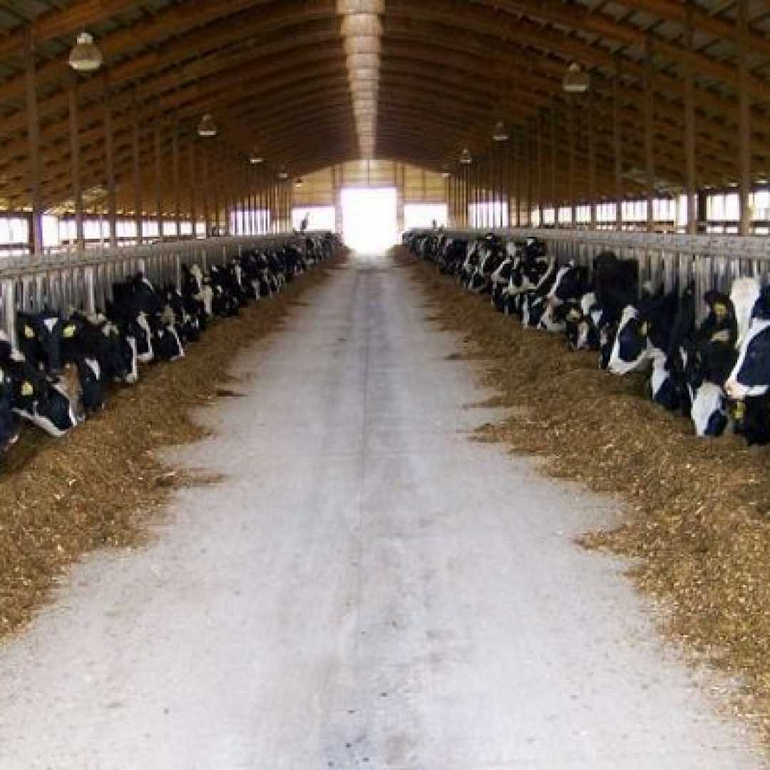 سیستم فری استال در صنعت گاو شیری 